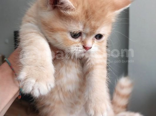 British Shorthair Rezerve görsel