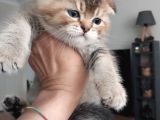 British Shorthair rezerve