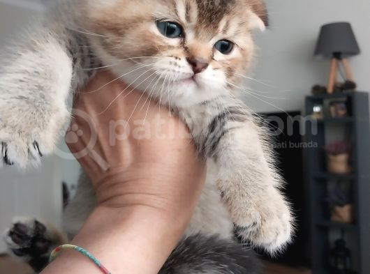 British Shorthair Rezerve
