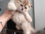 British Shorthair Rezerve
