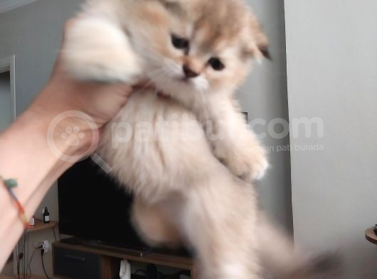 British Shorthair Rezerve görsel
