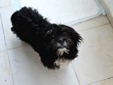 Teacup Morkie 3-4 Aylık Tüm Ekipmalari Ile Birlikte Verilece
