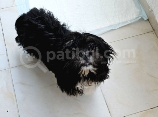 Teacup Morkie 3-4 Aylık Tüm Ekipmalari Ile Birlikte Verilece görsel