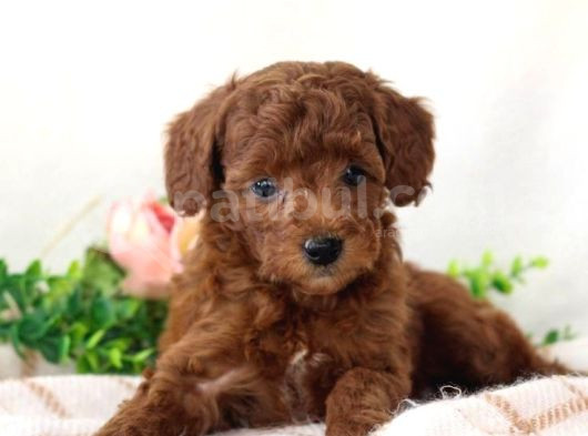Mini Boy Puppy Kıpkırmızı Red Tooy Poodle  görsel