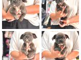 Bebek French Bulldog