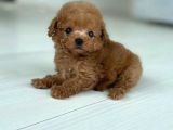 Kıpkırmızı Red tooy poodle sevimli yavrular 
