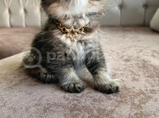 Dünya Yakışıklısı Scottish Golden Black görsel