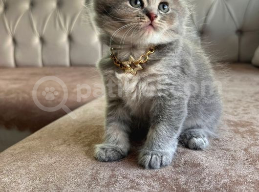 Yakışıklı Scottish Fold görsel