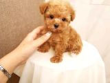 Kahve tonlu mini boy puppy sevimli yavrular MALTİPO CİNSİ 