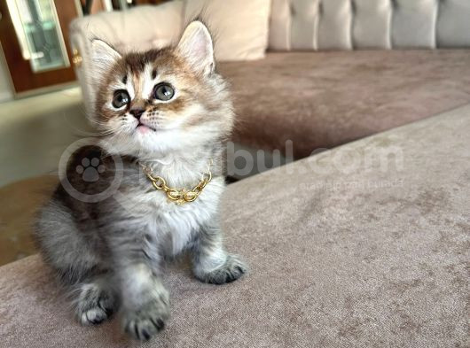 Dünya Güzeli Brittish Golden Black  görsel