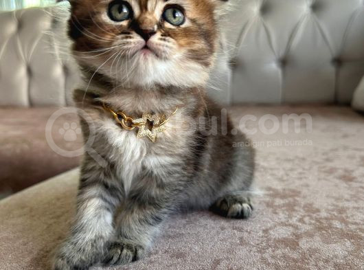 Güzeller Güzeli Scottish Golden Black
