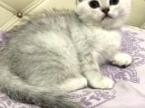 Çok Sevimli Yavrular