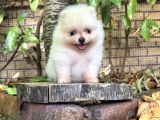 Pomeranian boo en uygun
