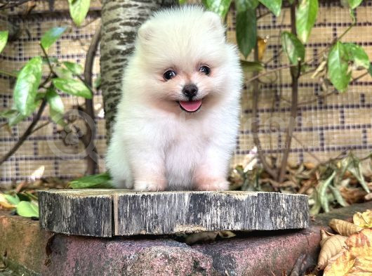 Pomeranian Boo En Uygun