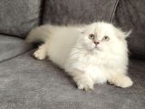 MÜKEMMEL BİR SCOTTİSH FOLD LONGHAİR DİŞİ