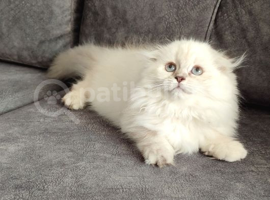 Mükemmel Bi̇r Scotti̇sh Fold Longhai̇r Di̇şi̇