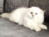 Mükemmel Bi̇r Scotti̇sh Fold Longhai̇r Di̇şi̇
