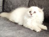 Mükemmel Bi̇r Scotti̇sh Fold Longhai̇r Di̇şi̇