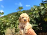 Kilo Garantili Poodle Yavrularımız