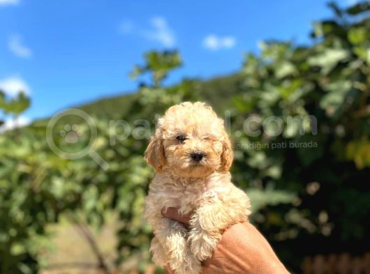 Kilo Garantili Poodle Yavrularımız görsel