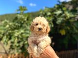 Kilo Garantili Poodle Yavrularımız