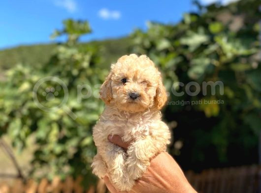 Kilo Garantili Poodle Yavrularımız görsel