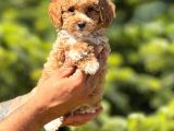 Kilo Garantili Poodle Yavrularımız