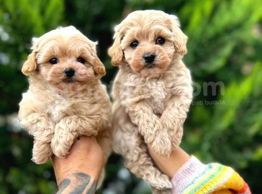 Kilo Garantili Poodle Yavrularımız görsel