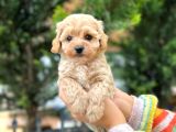 Kilo garantili poodle yavrularımız