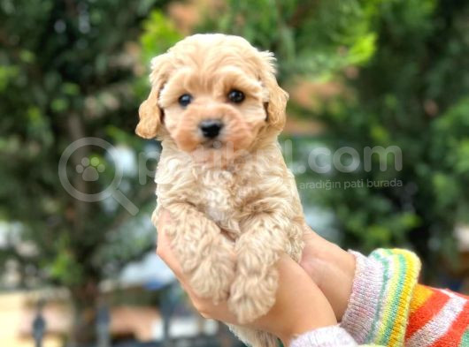 Kilo Garantili Poodle Yavrularımız