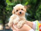Kilo Garantili Poodle Yavrularımız