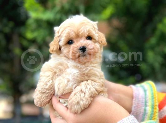 Kilo Garantili Poodle Yavrularımız görsel