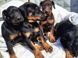 Şampiyon Soyda Doberman Yavrular