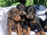 Şampiyon Soyda Doberman Yavrular