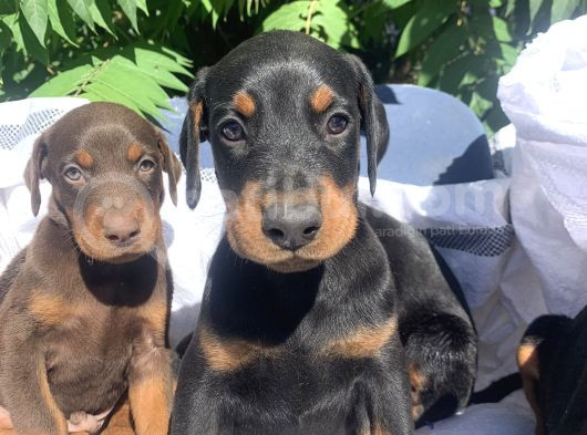 Şampiyon Soyda Doberman Yavrular görsel