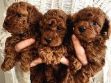 Red Brown Toy Poodle Yavrularım