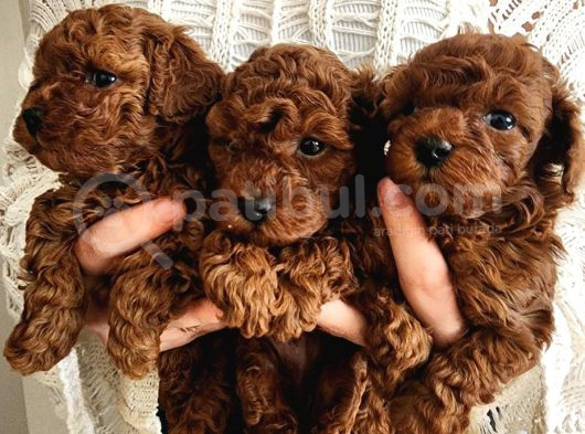 Red Brown Toy Poodle Yavrularım görsel