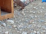 Safkan Belçika Malinoisler