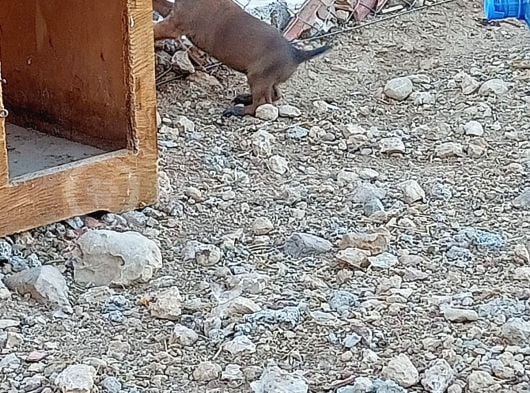 Safkan Belçika Malinoisler görsel