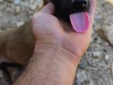 Safkan Belçika Malinoisler