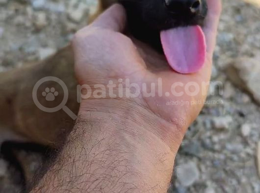 Safkan Belçika Malinoisler görsel