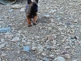 Safkan Belçika Malinoisler