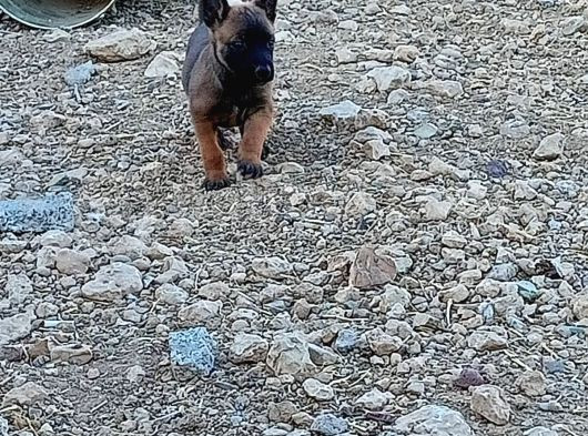 Safkan Belçika Malinoisler görsel