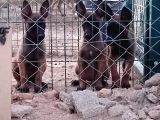 Safkan Belçika Malinoisler