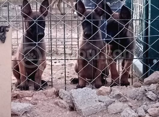 Safkan Belçika Malinoisler
