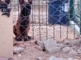 Safkan Belçika Malinoisler