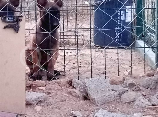 Safkan Belçika Malinoisler görsel
