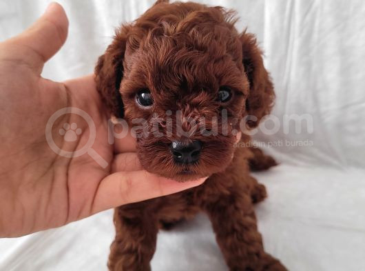 Toy Poddle Erkek Ve Di̇şi̇ Yavrular