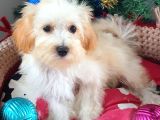 Orjinal Maltepoo Yavrularımız