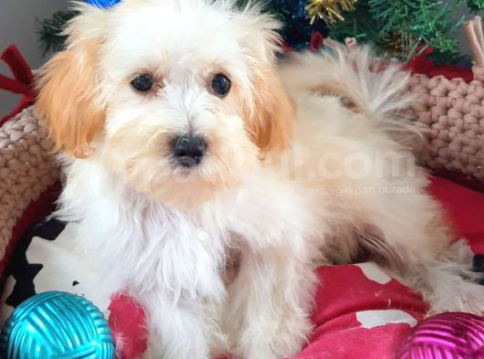 Orjinal Maltepoo Yavrularımız